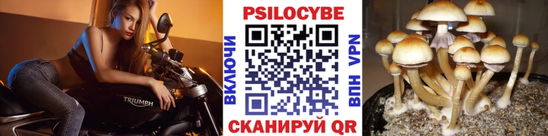 mega где можно купить наркотик Шахунья Псилоцибиновые грибы Cubensis
